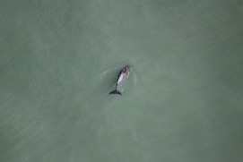 Missing Picture